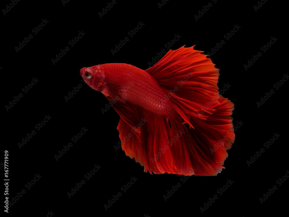 Thai red fighting fish on black background Thai red fighting fish on black background