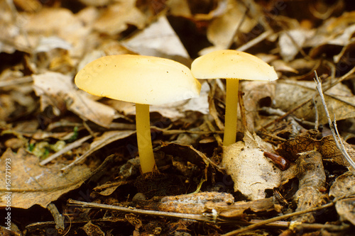 fungo colybia marasmidides parco regionale frignano modena emilia romagna photo