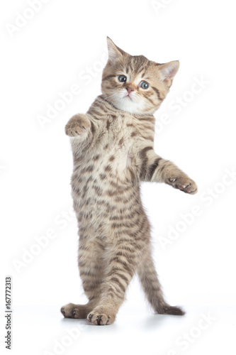 Funny kitten cat standing or dancing isolated on white