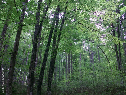 bosco vicino a Kraniska Gora  Slovenia