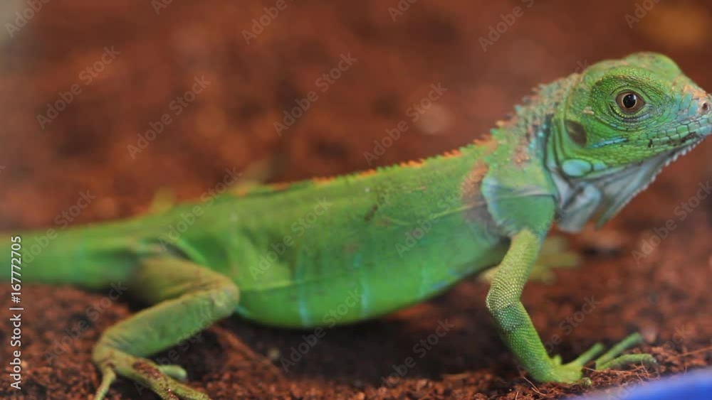 Watching a lizard in a pet store Watching a lizard in a pet store
