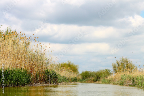 Dried bulrush reeds cattail on Danuve river photo
