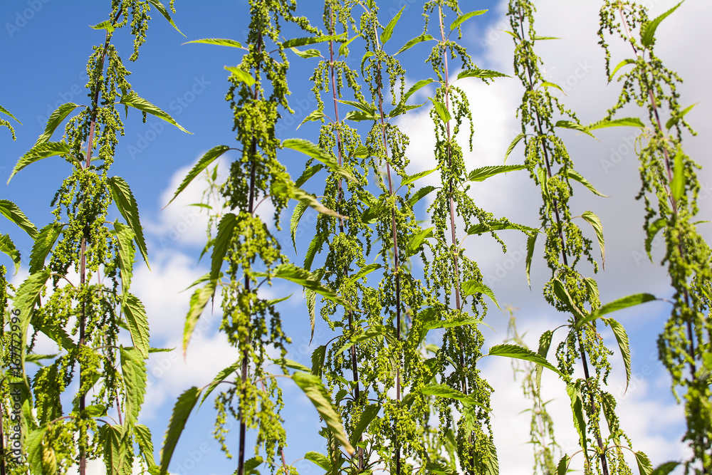 Stems of nettle on the sky background Stems of nettle on the sky background