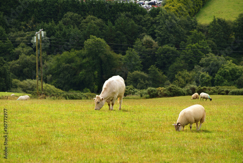 Schafe und Kuh auf der Wiese