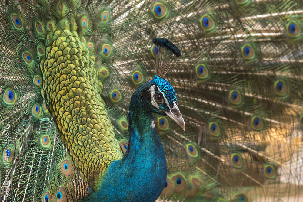 Obraz premium Closeup peacock feather