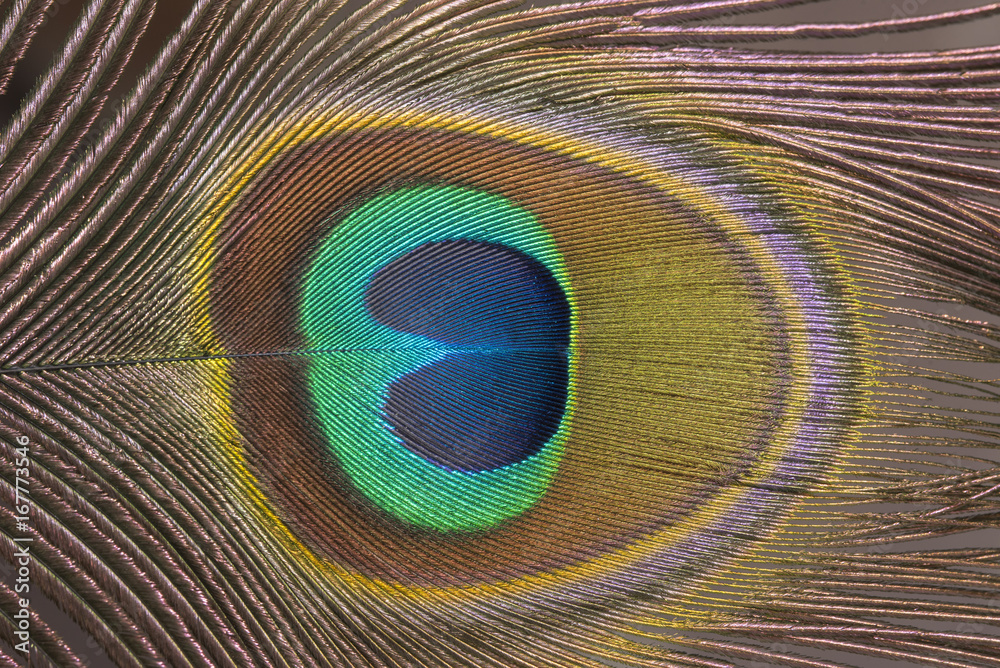 Obraz premium Closeup peacock feather