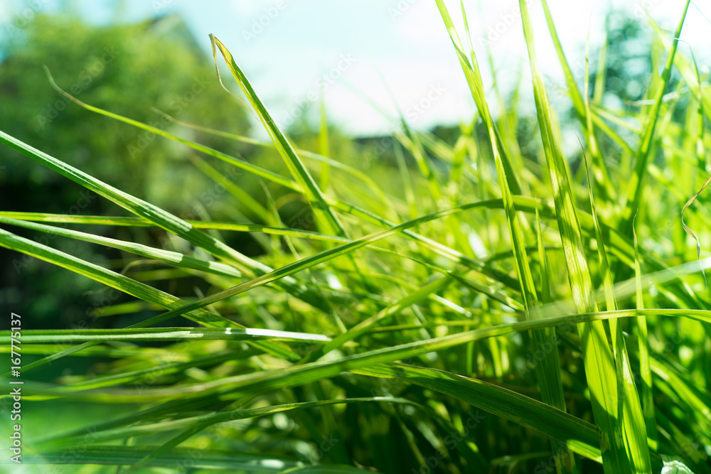 Fototapeta premium Schilf