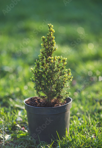 Cypress. Pine in a pot on the green grass