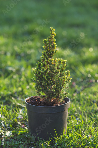 Cypress. Pine in a pot on the green grass