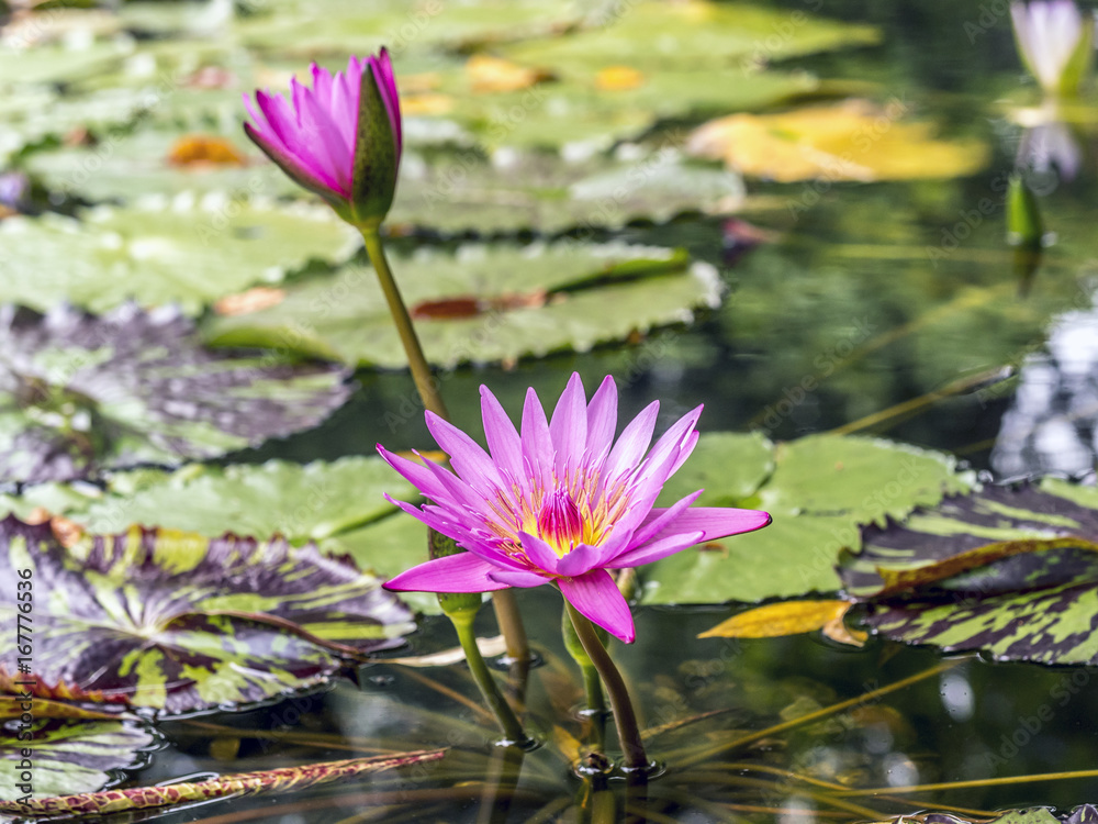 water lily pink in pond