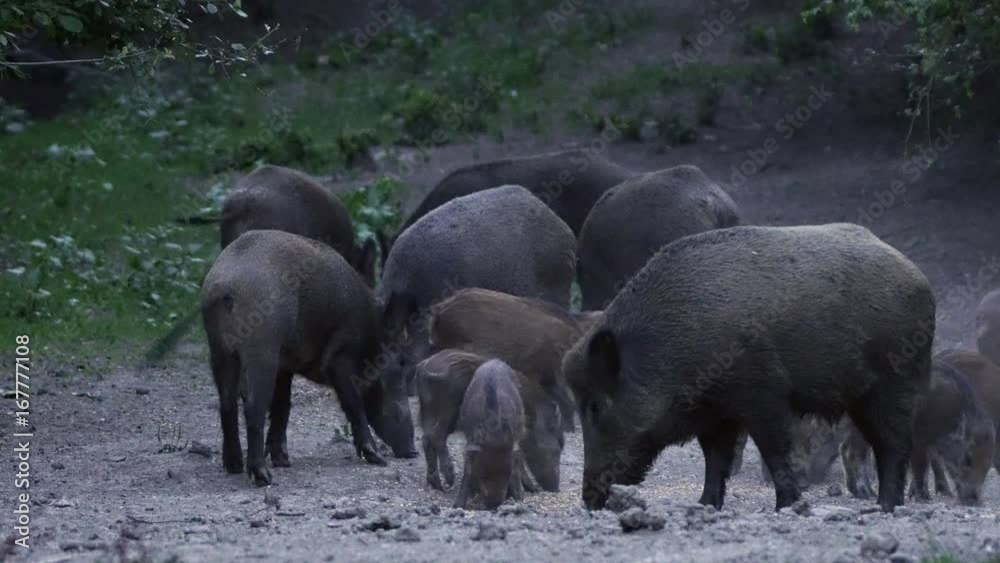 Wild hogs feeding in the forest Wild hogs feeding in the forest