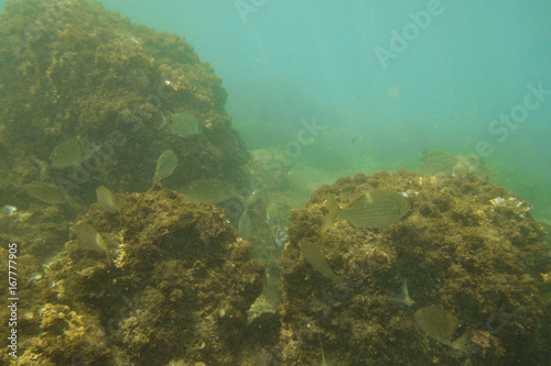 Fishes in the sea  underwater