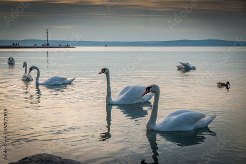 swans in sunset © klagyivik