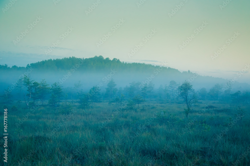 A dreamy swamp landscape before the sunrise. Colorful, misty look. Marsh scenery in dawn. Beautiful, artistic style photo.