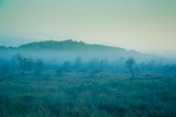 A dreamy swamp landscape before the sunrise. Colorful, misty look. Marsh scenery in dawn. Beautiful, artistic style photo.