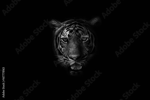 Black & White Beautiful tiger on black background