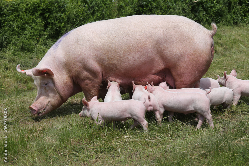 Lovely little pigs suckling on organic farm Lovely little pigs suckling on organic farm
