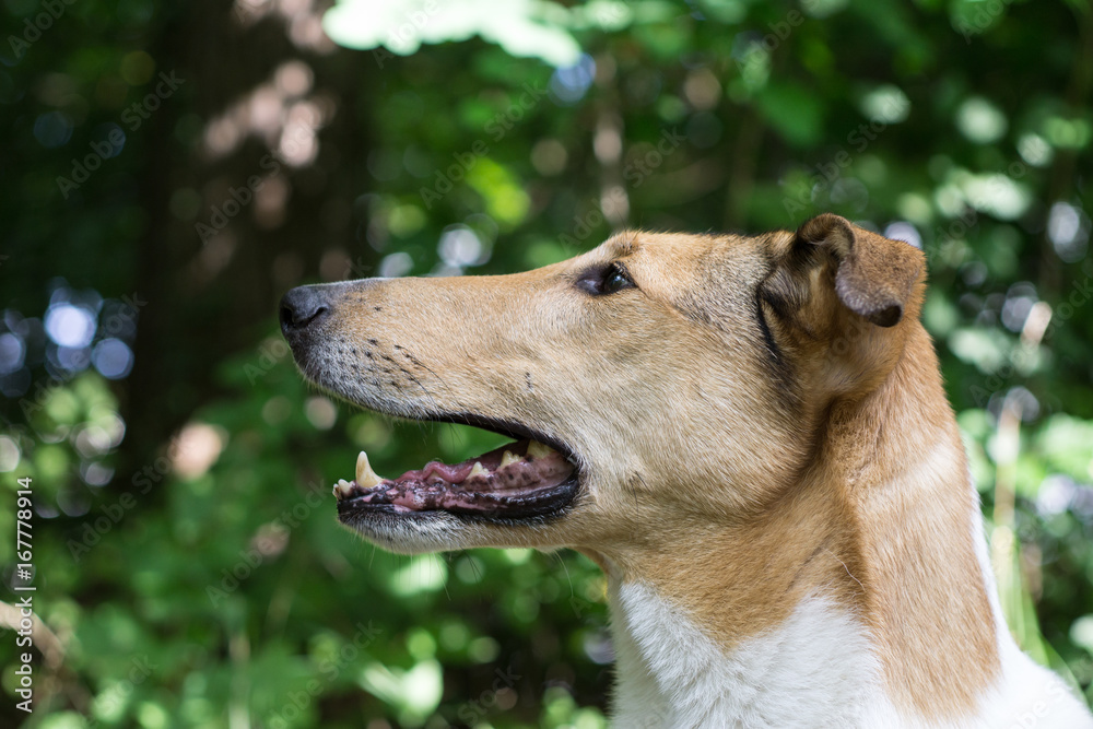 Fototapeta premium Side portrait of an attentive Smooth Collie (purebreed) 