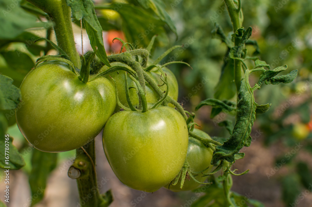 Ripe green tomatoes