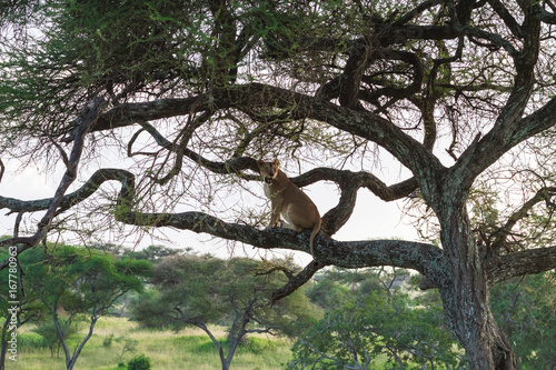 Lioness sit on the tree. Tarangire, Tanzania