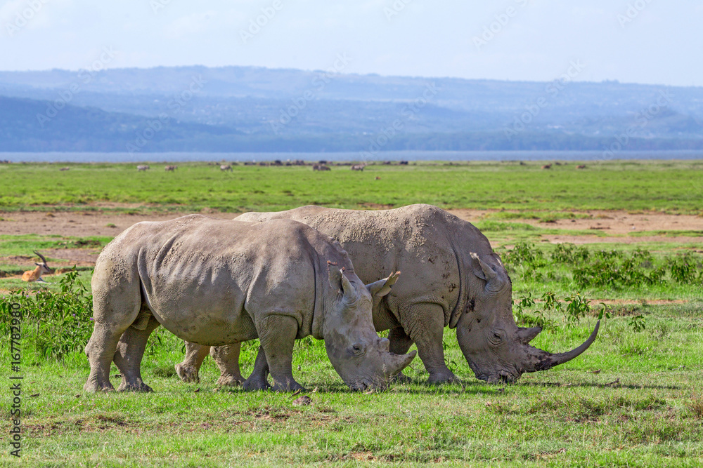 White rhinos in savannah White rhinos in savannah