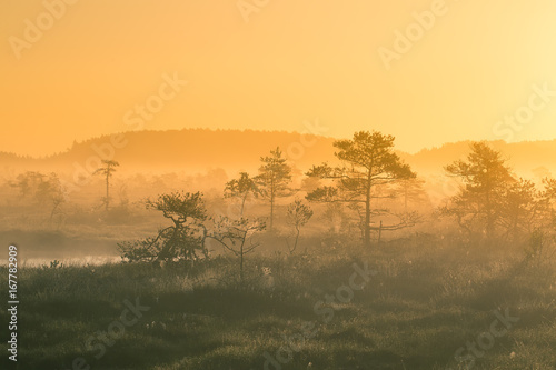 A beautiful, colorful sunrise landscape in a marsh. Dreamy, misty swamp scenery in the morning. Colorful, artistic look. © dachux21