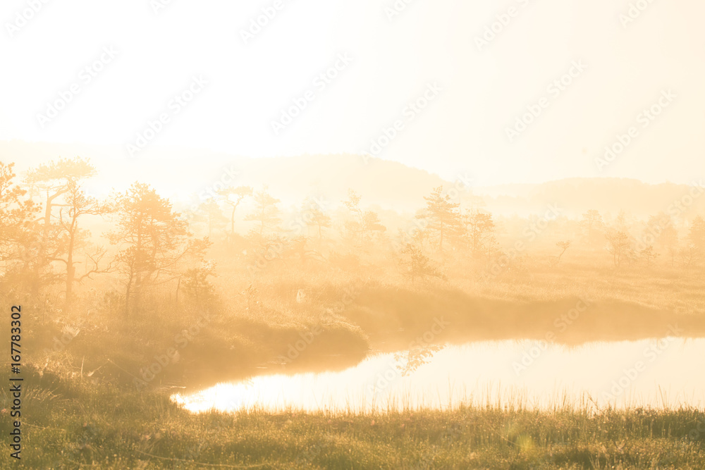Fototapeta premium A bright, golden landscape of a marsh after the sunrise. Bright, white light pouring over the scenery. Beautiful swamp in Northern Europe.