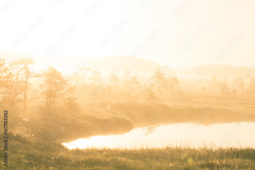 A bright, golden landscape of a marsh after the sunrise. Bright, white light pouring over the scenery. Beautiful swamp in Northern Europe.