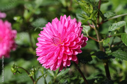 Fototapeta Naklejka Na Ścianę i Meble -  dahlia