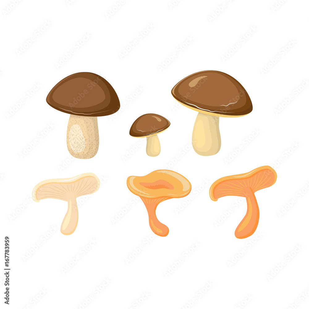 vector different cartoon mushrooms set. Isolated illustration on a white background. Autumn, harvest symbols objects concept