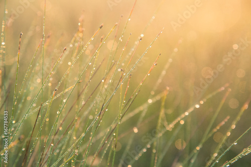 A field of beautiful green sedge grass in morning light. Marsh landscape on Northern Europe. Beautiful swamp landscape.