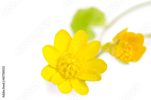 yellow flowers isolated on white background