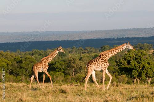 Masai Giraffe (Giraffa camelopardalis), Masai Mara National Reserve, Kenya