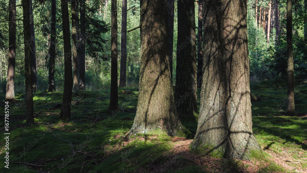 FOREST - Sunny afternoon in the coniferous forest FOREST - Sunny afternoon in the coniferous forest