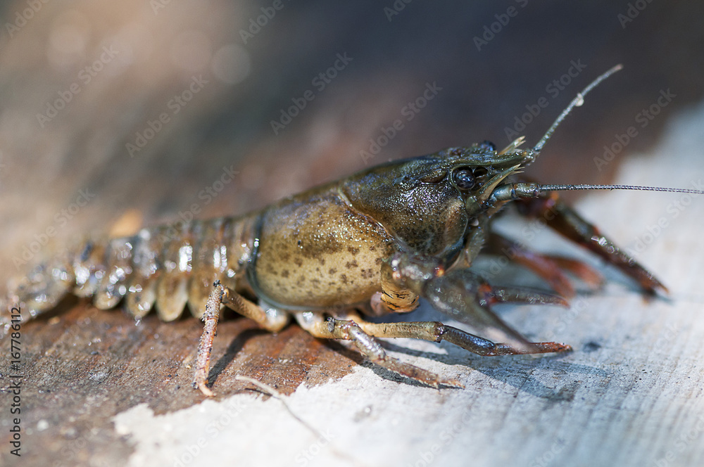 Close-up on a crab. Shallow depth of field. Close-up on a crab. Shallow depth of field.