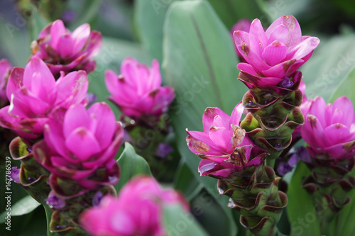 close up of colorful siam tulip flower