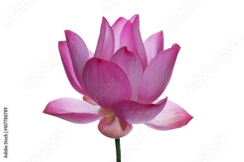 beautiful blooming lotus flower isolated on white background