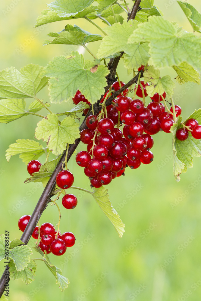 Fruit of red currant on bushes. Fruit of red currant on bushes.