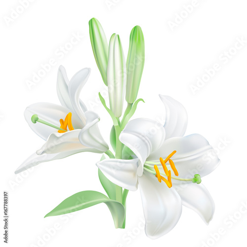 Madonna Lily - Lilium candidum. 
Hand drawn vector illustration of white lily - symbol of purity and innocence - on transparent background, realistic style.
