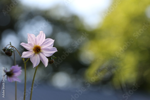 Fototapeta Naklejka Na Ścianę i Meble -  dahlia
