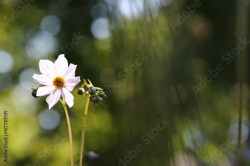 Fototapeta Naklejka Na Ścianę i Meble -  dahlia