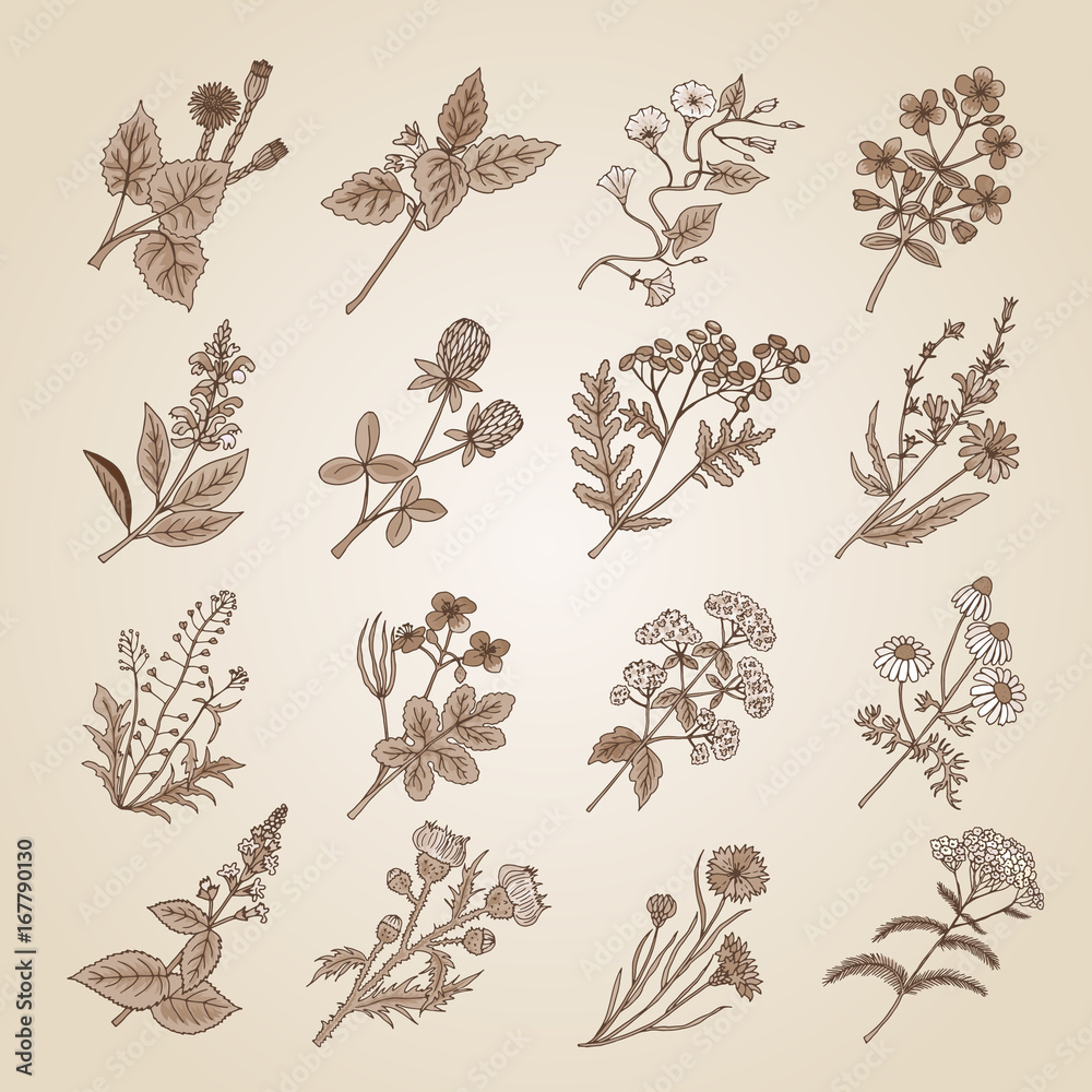 Fototapeta premium Vector illustration in vintage style. Collection of hand drawn medicinal, botanical and healing beauty herbs from garden. Sepia tone