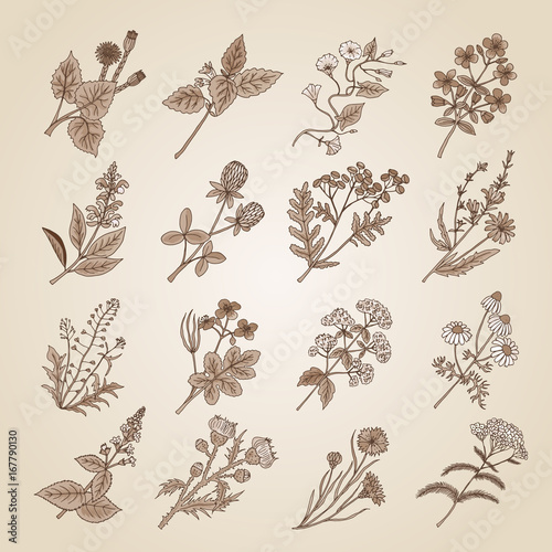 Vector illustration in vintage style. Collection of hand drawn medicinal  botanical and healing beauty herbs from garden. Sepia tone