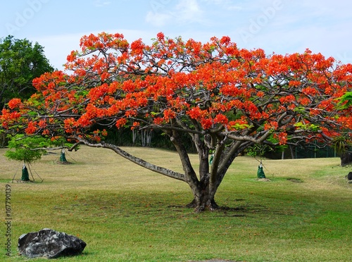 Obraz Pomarańczowy Flamboyant drzewo (delonix regia) w kwiacie na Karaibach