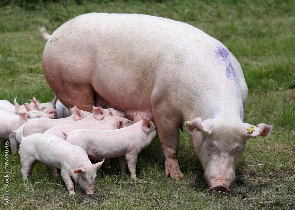 Breastfeeding piglets on animal farm on the meadow Breastfeeding piglets on animal farm on the meadow