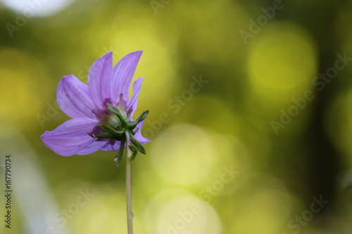 Fototapeta Naklejka Na Ścianę i Meble -  dahlia