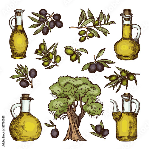 Colored illustrations of different olive products and ingredients. Vector hand drawn pictures isolated