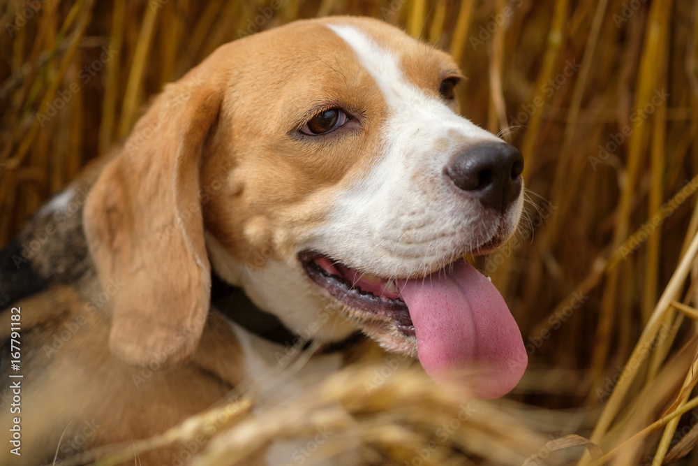 Beagle on a Golden wheat field