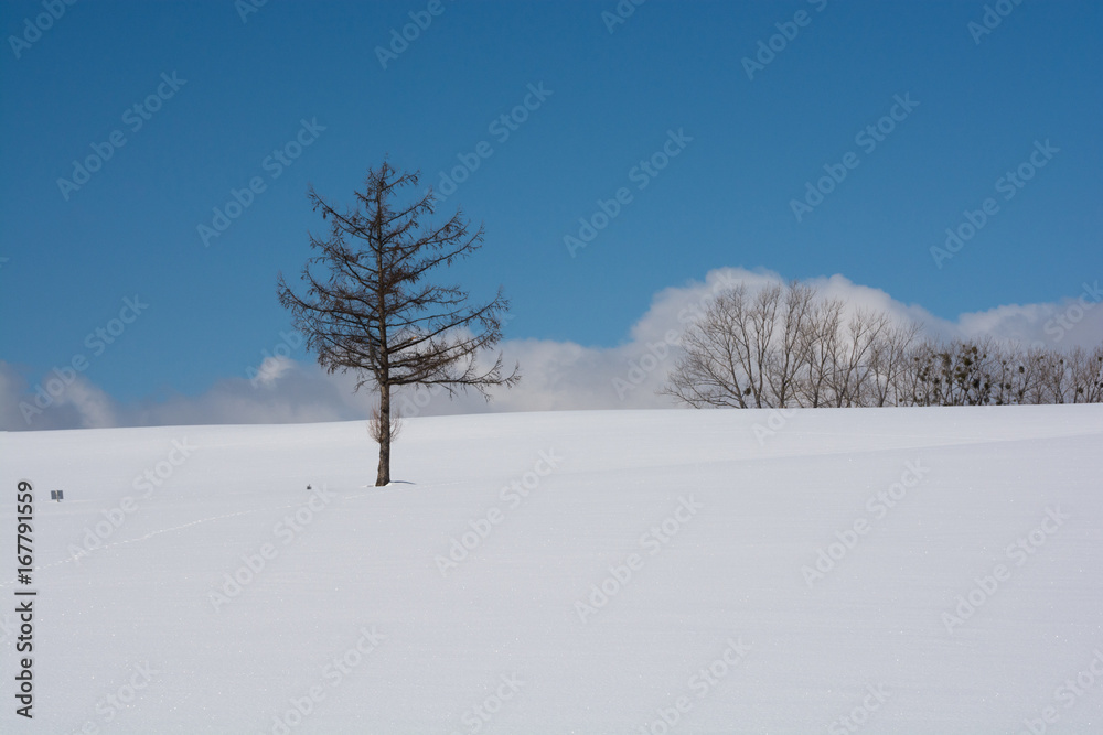 雪原とカラマツの木と青空 雪原とカラマツの木と青空