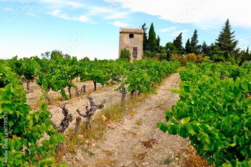 vignes avec cabanon vaucluse